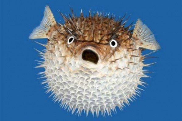 puffer-fish2.jpg