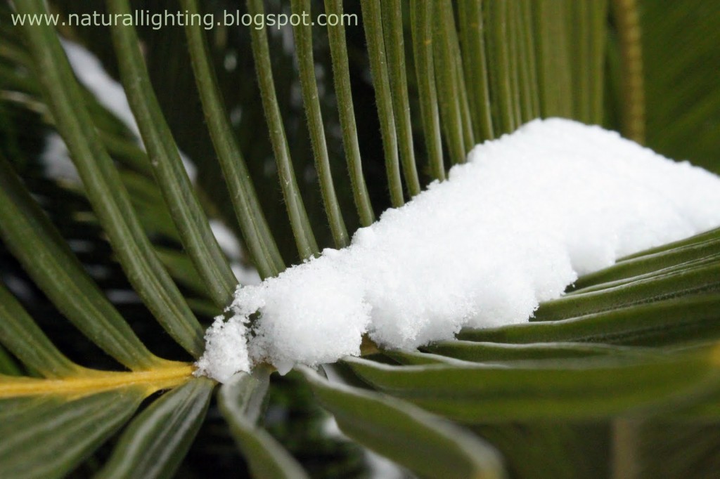 palm snow